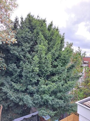 Taxus baccata 19 09 2026